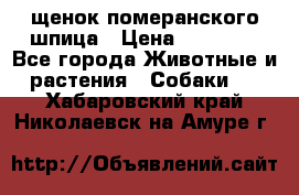 щенок померанского шпица › Цена ­ 45 000 - Все города Животные и растения » Собаки   . Хабаровский край,Николаевск-на-Амуре г.